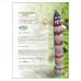 A TEXT BOOK OF  BOTANY 